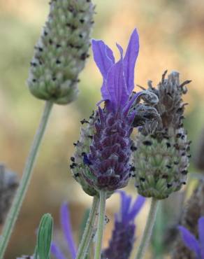 Fotografia 10 da espécie Lavandula pedunculata no Jardim Botânico UTAD