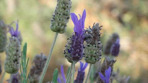 Fotografia da espécie Lavandula pedunculata