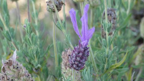 Fotografia da espécie Lavandula pedunculata