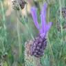 Fotografia 11 da espécie Lavandula pedunculata do Jardim Botânico UTAD