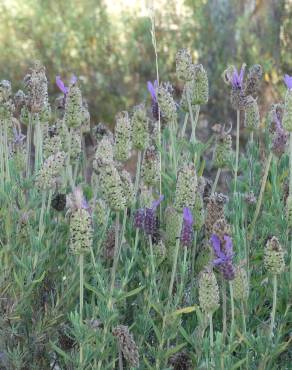 Fotografia 12 da espécie Lavandula pedunculata no Jardim Botânico UTAD