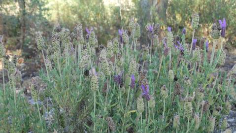 Fotografia da espécie Lavandula pedunculata