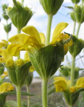 Fotografia 11 da espécie Phlomis lychnitis no Jardim Botânico UTAD