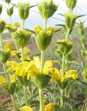 Fotografia 12 da espécie Phlomis lychnitis no Jardim Botânico UTAD