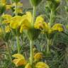 Fotografia 13 da espécie Phlomis lychnitis do Jardim Botânico UTAD