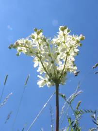 Fotografia da espécie Filipendula vulgaris