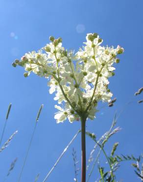 Fotografia 12 da espécie Filipendula vulgaris no Jardim Botânico UTAD