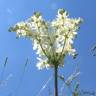 Fotografia 12 da espécie Filipendula vulgaris do Jardim Botânico UTAD