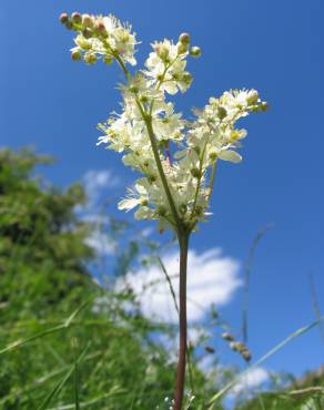 Fotografia 13 da espécie Filipendula vulgaris no Jardim Botânico UTAD