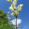 Fotografia 13 da espécie Filipendula vulgaris do Jardim Botânico UTAD