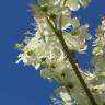 Fotografia 14 da espécie Filipendula vulgaris do Jardim Botânico UTAD