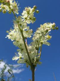 Fotografia da espécie Filipendula vulgaris