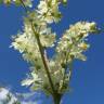 Fotografia 15 da espécie Filipendula vulgaris do Jardim Botânico UTAD