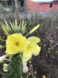 Fotografia da espécie Oenothera glazioviana