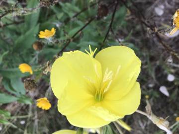 Fotografia da espécie Oenothera glazioviana