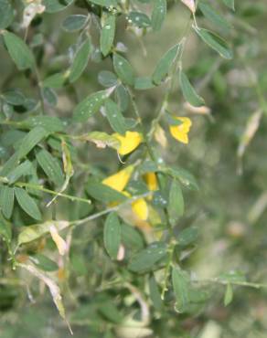 Fotografia 6 da espécie Genista florida no Jardim Botânico UTAD