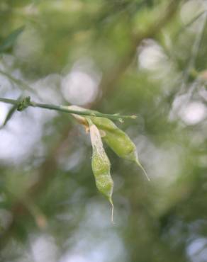 Fotografia 7 da espécie Genista florida no Jardim Botânico UTAD