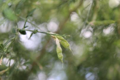 Fotografia da espécie Genista florida