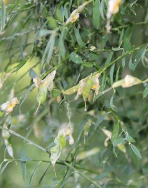 Fotografia 8 da espécie Genista florida no Jardim Botânico UTAD