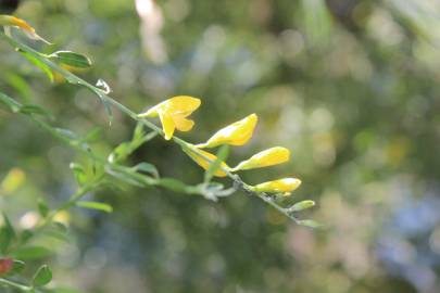 Fotografia da espécie Genista florida