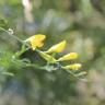 Fotografia 9 da espécie Genista florida do Jardim Botânico UTAD