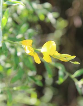 Fotografia 10 da espécie Genista florida no Jardim Botânico UTAD