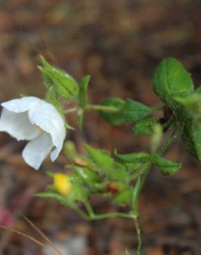 Fotografia 5 da espécie Cistus psilosepalus no Jardim Botânico UTAD