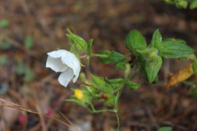 Fotografia da espécie Cistus psilosepalus