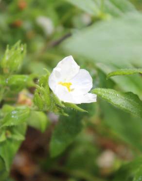 Fotografia 6 da espécie Cistus psilosepalus no Jardim Botânico UTAD