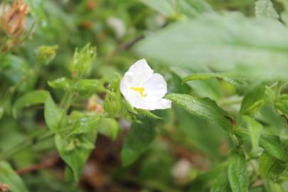 Fotografia da espécie Cistus psilosepalus