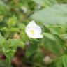 Fotografia 6 da espécie Cistus psilosepalus do Jardim Botânico UTAD