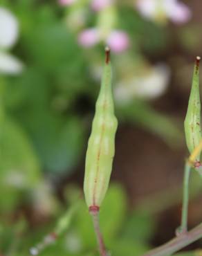 Fotografia 13 da espécie Raphanus raphanistrum subesp. sativus no Jardim Botânico UTAD