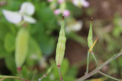 Fotografia da espécie Raphanus raphanistrum subesp. sativus