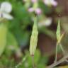 Fotografia 13 da espécie Raphanus raphanistrum subesp. sativus do Jardim Botânico UTAD