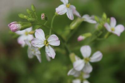 Fotografia da espécie Raphanus raphanistrum subesp. sativus