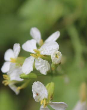 Fotografia 15 da espécie Raphanus raphanistrum subesp. sativus no Jardim Botânico UTAD