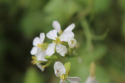 Fotografia da espécie Raphanus raphanistrum subesp. sativus