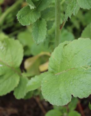 Fotografia 16 da espécie Raphanus raphanistrum subesp. sativus no Jardim Botânico UTAD