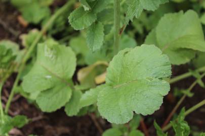 Fotografia da espécie Raphanus raphanistrum subesp. sativus