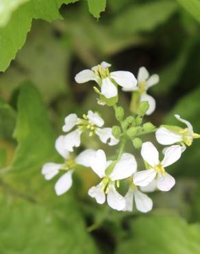 Fotografia 17 da espécie Raphanus raphanistrum subesp. sativus no Jardim Botânico UTAD