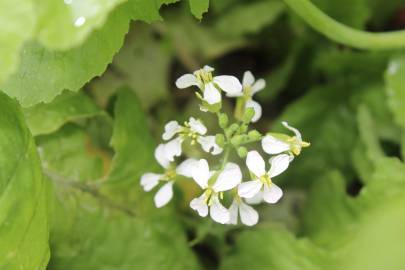 Fotografia da espécie Raphanus raphanistrum subesp. sativus