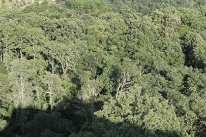 Fotografia da espécie Quercus pyrenaica