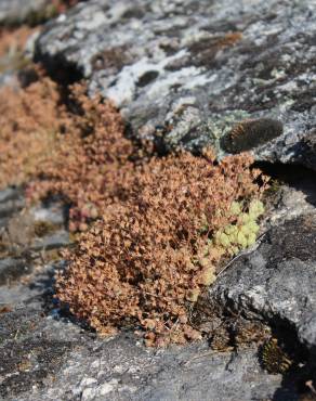 Fotografia 6 da espécie Sedum arenarium no Jardim Botânico UTAD