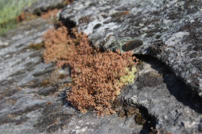 Fotografia da espécie Sedum arenarium