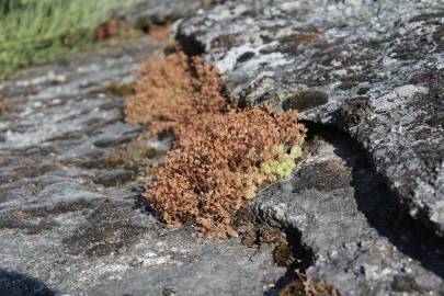 Fotografia da espécie Sedum arenarium