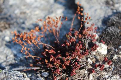 Fotografia da espécie Sedum brevifolium