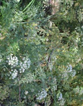 Fotografia 23 da espécie Oenanthe crocata no Jardim Botânico UTAD
