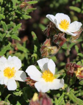 Fotografia 8 da espécie Cistus psilosepalus no Jardim Botânico UTAD