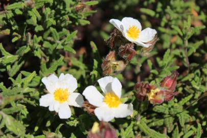 Fotografia da espécie Cistus psilosepalus