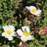 Fotografia 8 da espécie Cistus psilosepalus do Jardim Botânico UTAD